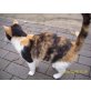 Ragdoll und Hauskatze - Katze