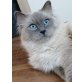 Ragdoll und heiliger Birma - Kater