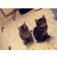 Ragdoll x hauskatze - Katze