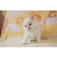 Ragdollbaby, Ragdoll - Kater