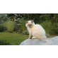 Ragdollkätzchen, Ragdoll - Kater