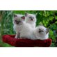Ragdollkater, Ragdoll - Kater