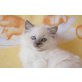 Ragdollkitten, Ragdoll - Kater