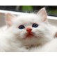 Ragdollkitten, Ragdoll - Katze