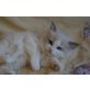 Ragdollmädchen Fantasy, Ragdoll - Katze