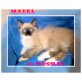 Ragdollmädels, Ragdoll - Katze