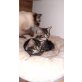 Ragdollmix Kätzchen - Kater