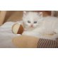 Ragdolls, Ragdoll - Kater
