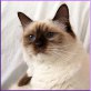 Ragdolls, Ragdoll - Kater