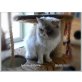 Ragdolls, Ragdoll - Katze