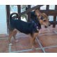 Raily, Chihuahua-Dackel-Mix - Rüde