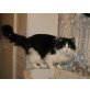 Raimundo, Langhaar Mix - Kater