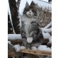 Raja, Maine Coon - Katze