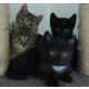 Raja, Romy, Ricky, Robi, Rasty und Racer, Fellkugeln - Katze