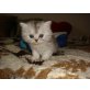 Ralf, Perser Colourpoint - Katze