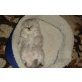 Ralf, Perser - Kater