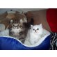 Ralf, Perser - Katze