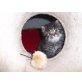 Ralf,Sussi, Perser - Kater