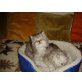 Ralf,Sussi, Perser - Katze