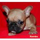 Rambo, Französische Bulldogge Welpen - Rüde
