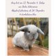 Rambo, Mini Lop - männlich