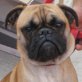 Rambo, Mops-Boxer (Moxer),*  - Rüde