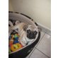 Rambo, Mops - Rüde
