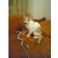 Rambo, haus - Kater