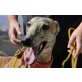 Rambo, toll, Galgo Español - Rüde