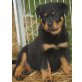 Rambo von der Schlossallee, Rottweiler Welpen - Rüde