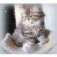 Ramira, Perser - Katze