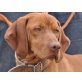 Ramon 2, Magyat Vizsla Rüde - Rüde