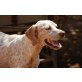 Ramon (m), Deutsch Kurzhaar-Pointer Mix - Rüde