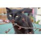 Ramona, Europäische Kurzhaarkatze - Katze