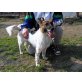 Ramona  leidet im Tierheim, Schaefi Mix - Hündin