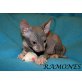 Ramones, Don Sphynx - Katze