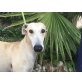Ramses, Galgo Español - Rüde