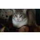 Ramses, Nilo, 2x Kater, lieb, ruhig, zutraulich, kastriert - Kater