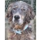 Ran, Setter-Mix - Rüde