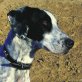 Randy, Pointer-Mix - Rüde
