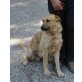 Randy, Schäferhund-Mix - Rüde