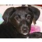 Rani, Labrador-Mischling Welpen - Hündin