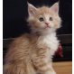 Rani, Maine Coon - Katze