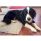 Rania, Kokoni-Bordercollie-Mix - Hündin