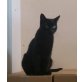 Ranita, Mischling - Katze