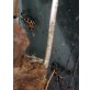 Ranitomeya Imitator