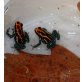 Ranitomeya amazonica