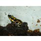 Ranitomeya ventrimaculata