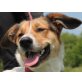 Rany, Jack Russel Mix - Hündin