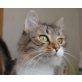Raquel, Europäisch Langhaarkatze - Katze